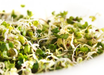 Local Sprouts & Goat Yogurt Salad